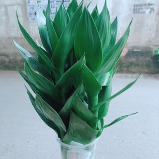 cành phát lộc chơi Tết