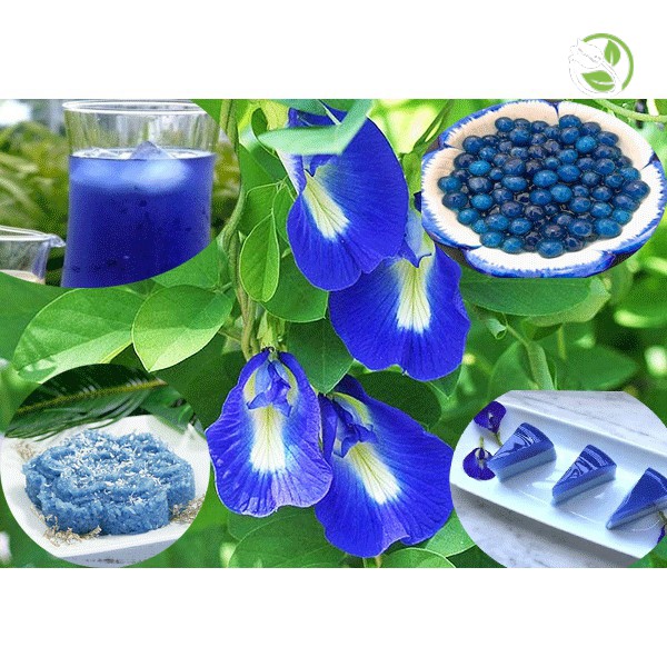 Hạt Giống Hoa Đậu Biết PN-220 Phú Nông - Gói 20 hạt - Butterfly Pea