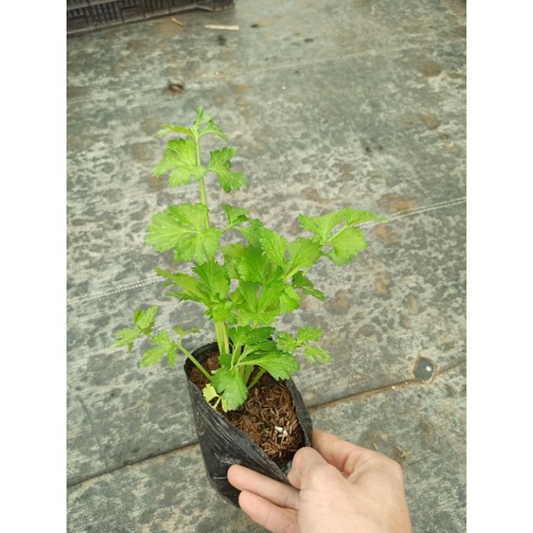 Cần ép nước
