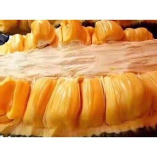 Cây mít malayxia trái dài quả khủng