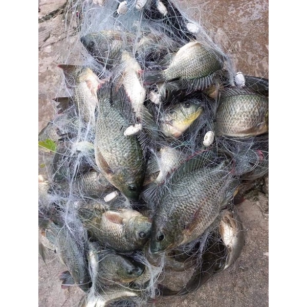 30 met lưới 3 màng thái lan cao 1mét