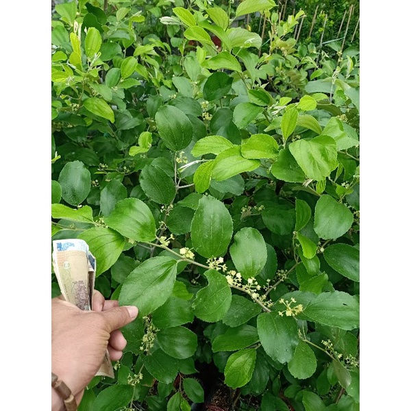 Cây táo thái lan dòng siêu trái cây lớn đang ra hoa