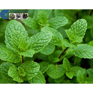 Hạt Giống Rau Húng Lủi ( Húng Bạc Hà Ta)