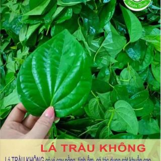 Nước cất lá trầu trị đau bao tử