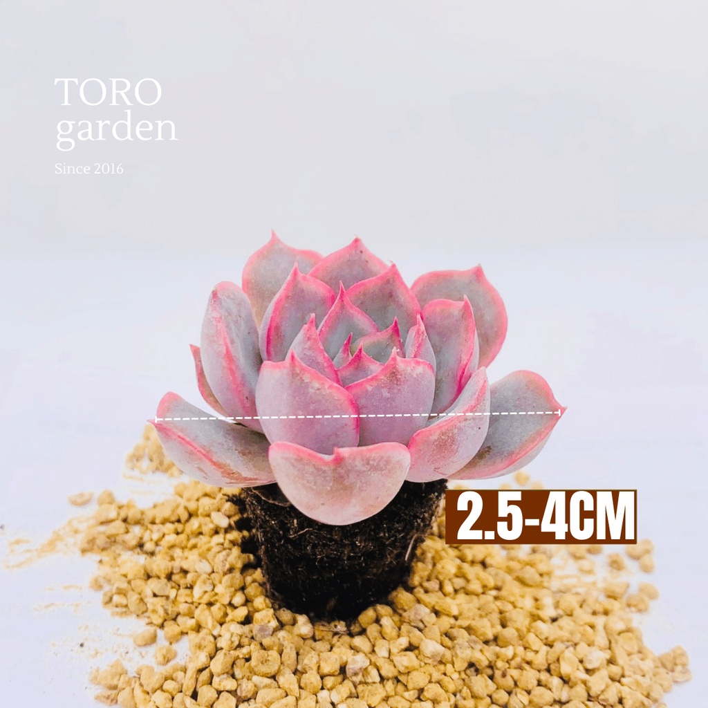 Sen đá hồng cánh cứng Đà Lạt size mini cây cảnh trang trí nhà cửa Toro garden