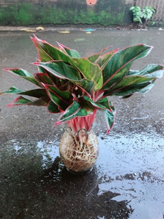Chậu Phú Quý Thuỷ Sinh