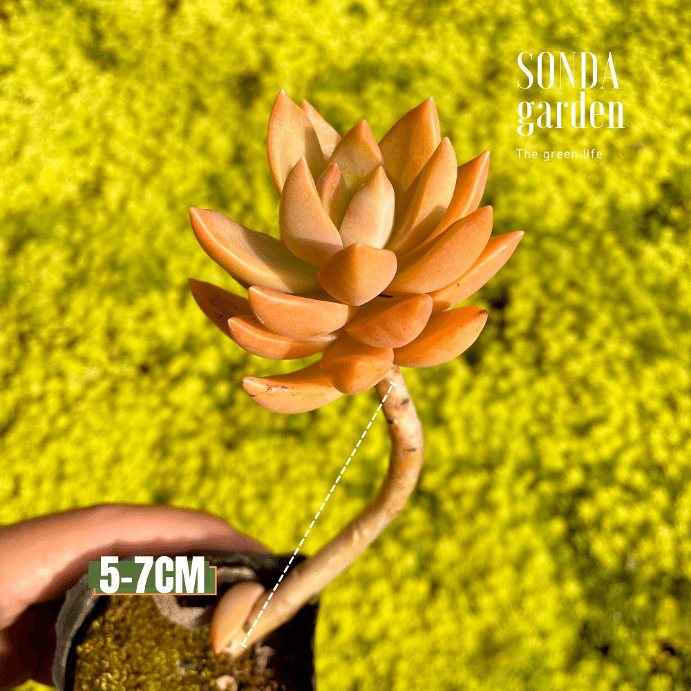 Sen đá đá đỏ cổ thụ SONDA GARDEN size bé 5-7cm, cây cảnh trang trí nhà cửa, lỗi 1 đổi 1