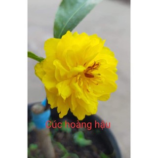 2 cây mai cúc hoàng hậu cây có nụ chơi tết 2022