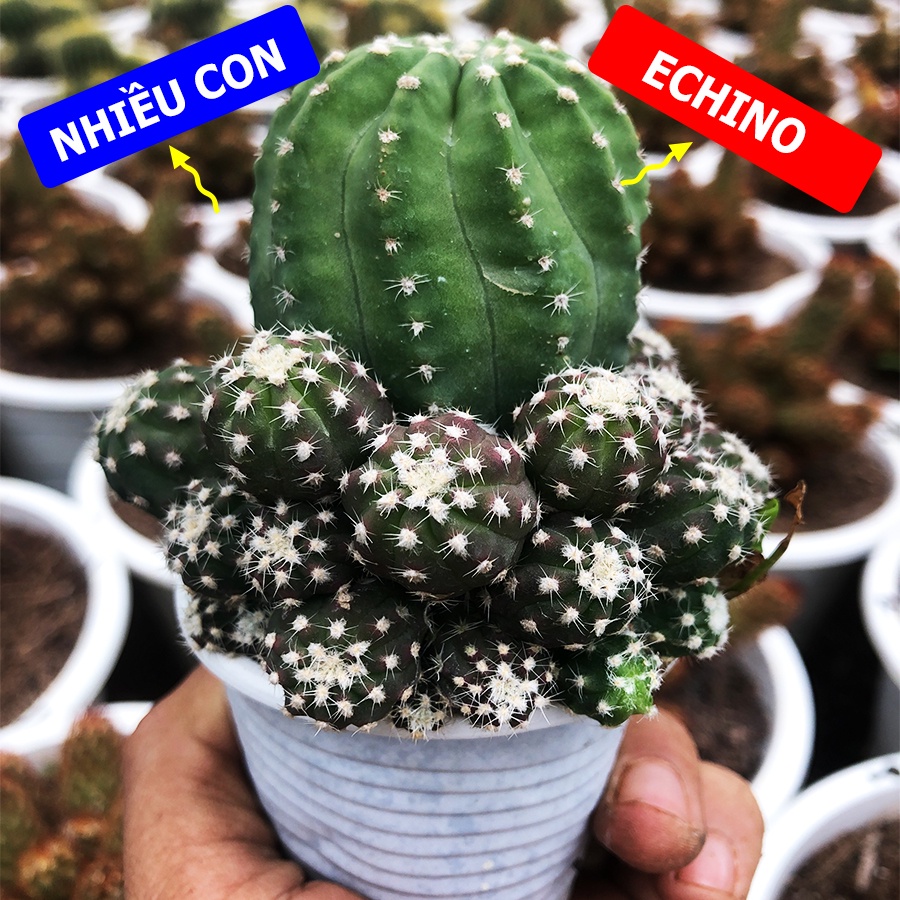 Xương Rồng ECHINO BỤI NHIỀU CON Chậu Size 5.5cm, 1 Đổi 1 (Xương Rồng Nhật Tân)