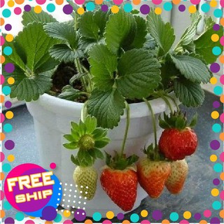 100 Hạt giống Dâu tây đỏ Quả to, Chịu nhiệt (tặng kích mầm, hướng dẫn ươm) TRỢ GIÁ KHUẾN MẠI TẾT