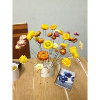 Hoa cúc bất tử khô - hoa Đà Lạt