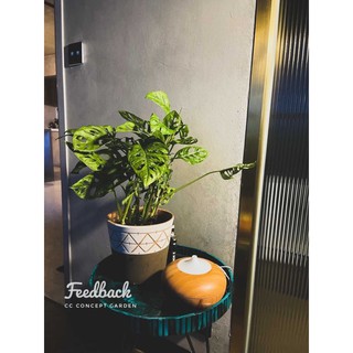 Trầu bà lỗ | Monstera adasonii