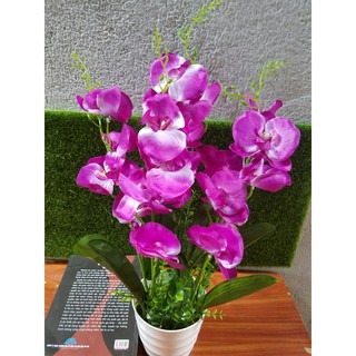 Chậu hoa lan trang trí
