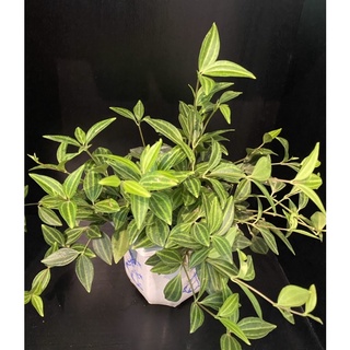 cây Begonia strawberry