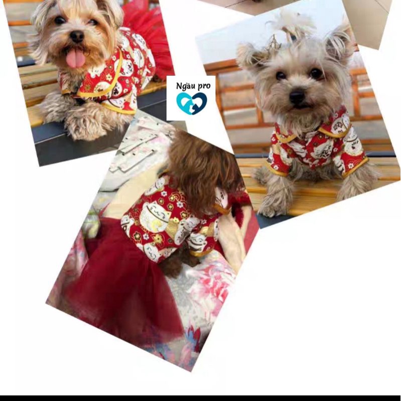 Áo váy tết chó mèo lót bông ấm áp dưới 10kg - Đầm cho chó poodle mùa đông cao cấp QACMT2