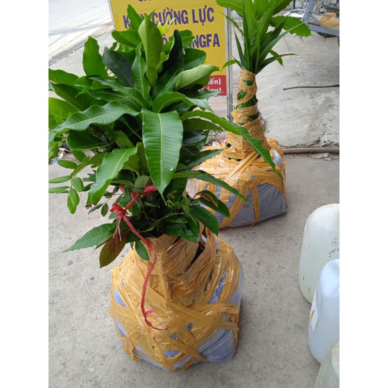 Xoài Đài Loan trái 2kg