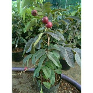 Cây Nhãn Xuồng Tím cơm dày