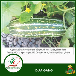 Hạt giống Dưa gang RD 779 - 1g