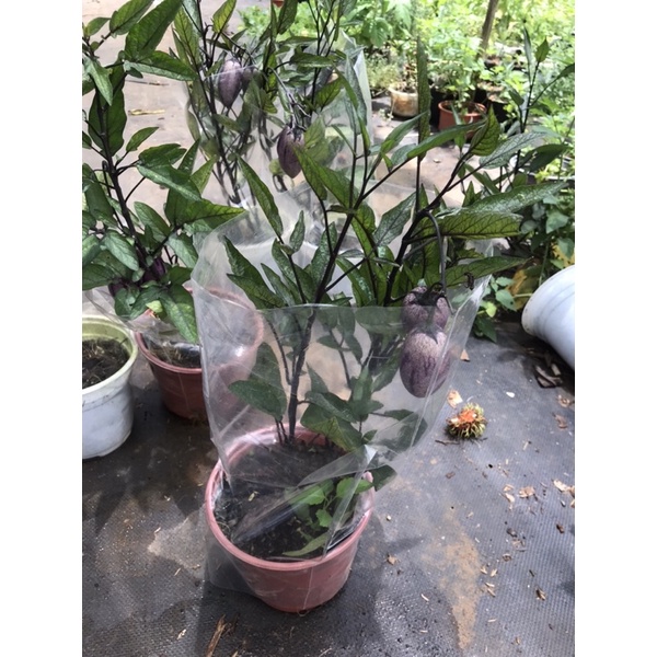 Chậu dưa pepino tím