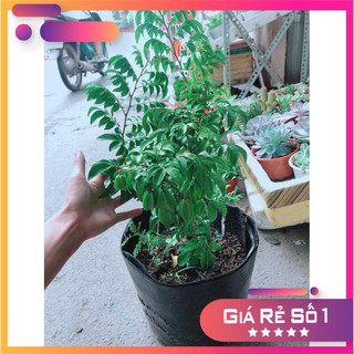 Cây Khế Kép Cho Nhiều Trái Ưa Thích