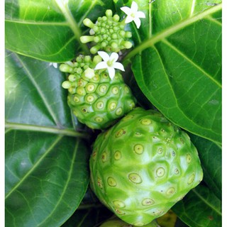 50 HẠT GIỐNG CÂY NHÀU (CÂY NHÀO) - Màu nâu đậm