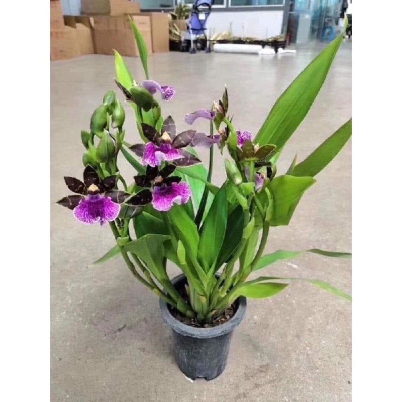 Hoa Lan vũ nữ hàm cá mập chơi Tết