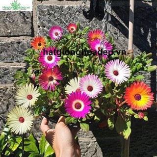 Gói 100 hạt giống hoa cúc cầu vồng, tặng kích mầm