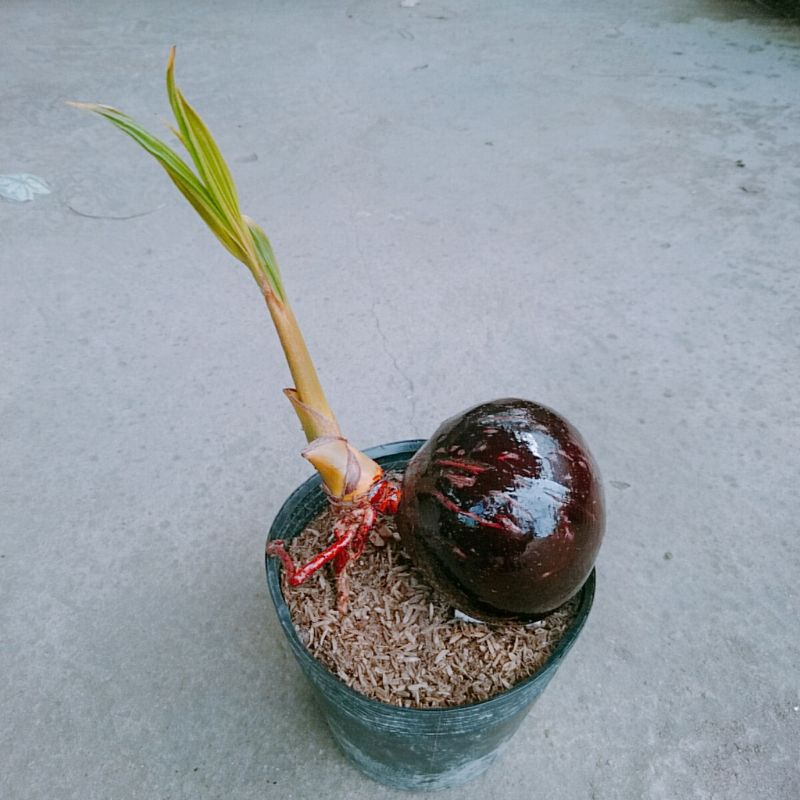 Cây Dừa Bonsai