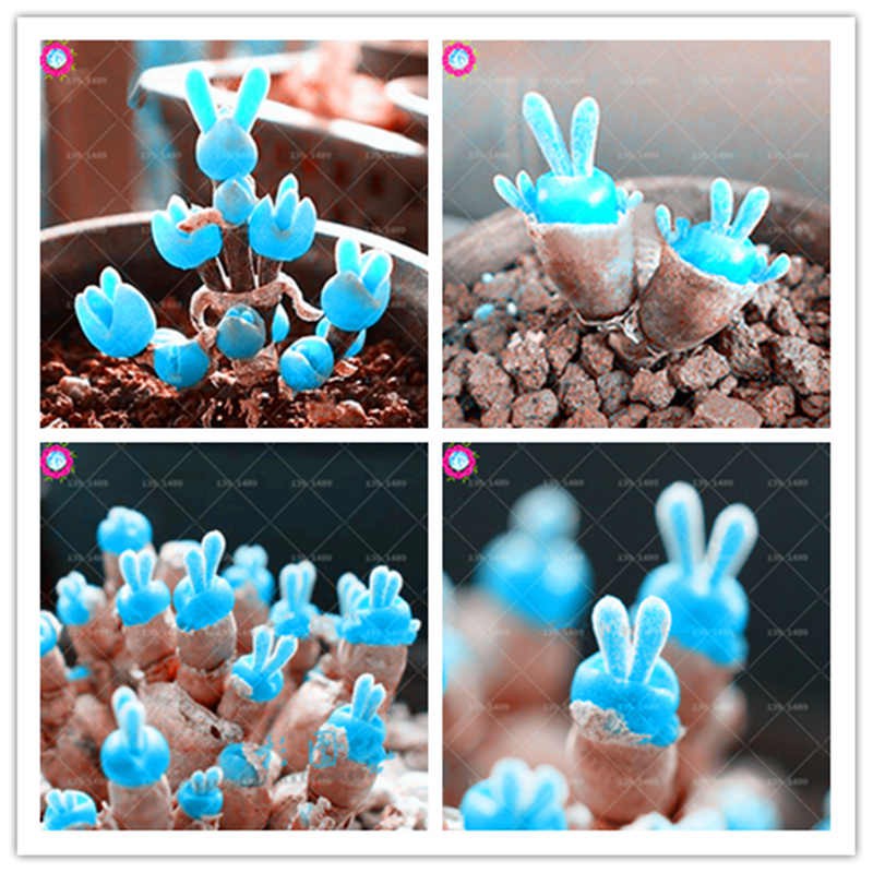 [Mới] - Hạt giống tai thỏ xanh lam giá rẻ - Thuận Duy Shop