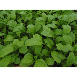 Hạt giống Cải mơ lùn hoàng mai -  Rau củ quả trồng tại vườn, sân thượng, nông trang, ban công