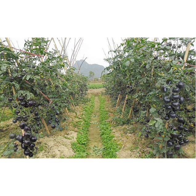 Hạt Giống Cà Chua Đen Siêu Quả  - Dinh Dưỡng Cao,Năng Suất - MUA 3 TẶNG 1 CÙNG LOẠI