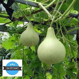 5 Hạt Giống Bầu Tròn