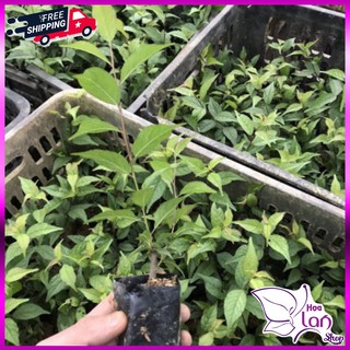 Mai trắng 🌲FREESHIP🌲 Nhất Chi Mai cao 10 - 15 cm [ Cây Giống ]