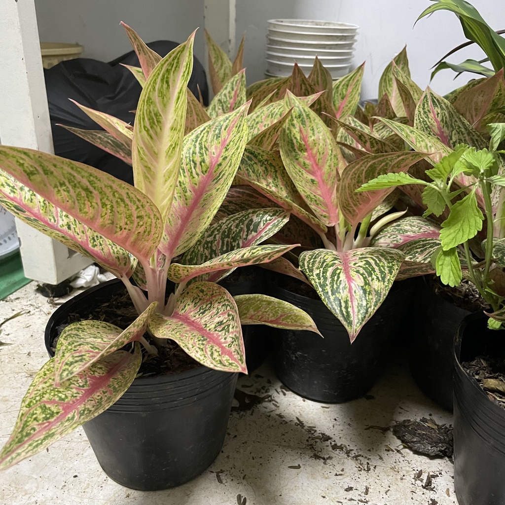 CÂY THỊNH VƯỢNG ,, phong thuỷ hút tài lộc để bàn mini GIÁ RẺ, lọc không khí, Cây Tươi Nguyên CTN1090