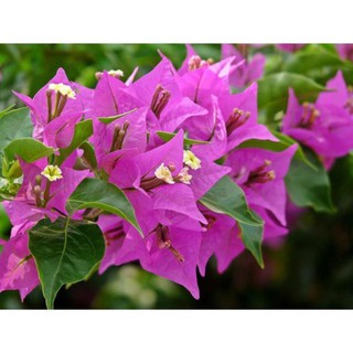 CÂY GIỐNG HOA GIẤY THÁI