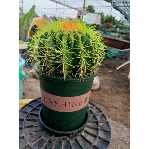 Chậu nhựa trồng cây Sunshine 5 GL/6GL nhập khẩu TQ, chậu trồng cây để bàn, ban công, ngoài trời,