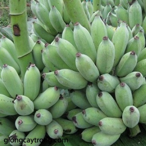 CÂY GIỐNG CHUỐI GIÀ LÙN NAM MỸ SIÊU QUẢ SIÊU KINH TẾ
