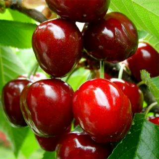 Hạt giống cherry
