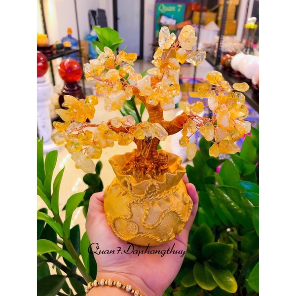 Vụn Đá Cây Tài Lộc Tự Nhiên Phong Thuỷ