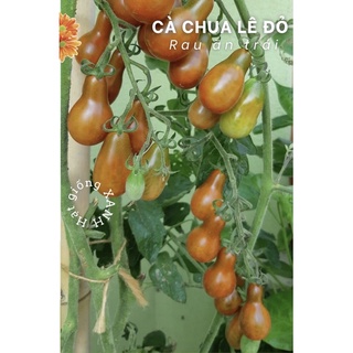 Hạt giống cà chua quả lê đỏ gói 0.1gr