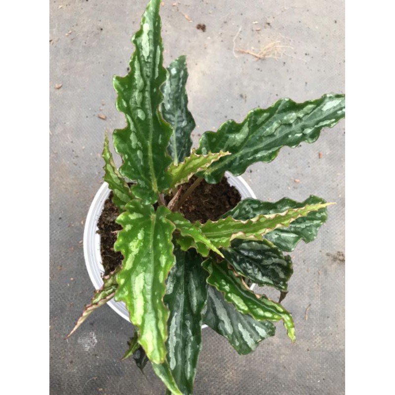 Chậu cứng Begonia sọc đốm