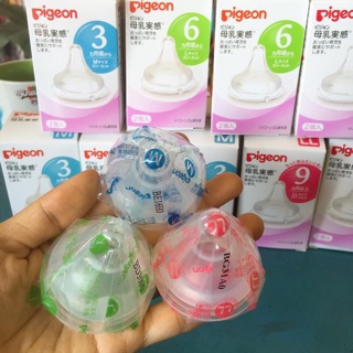 Núm ti pigeon nội địa nhật