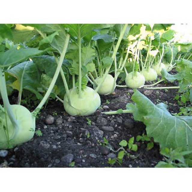 Hạt giống củ Su hào còn được gọi là xu hào, Phiết làn, Giới lan, Giá liên. Tên khoa học: Brassica caulorapa (dễ trồng)