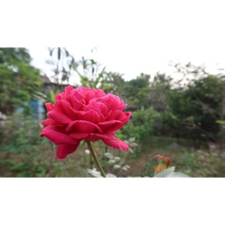 Cây hồng Nhung cổ(nhung ta) hoa thơm