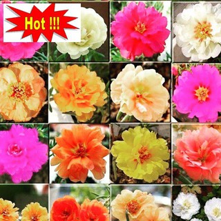 Gói 200 Hạt giống hoa mười giờ kép nhiều màu