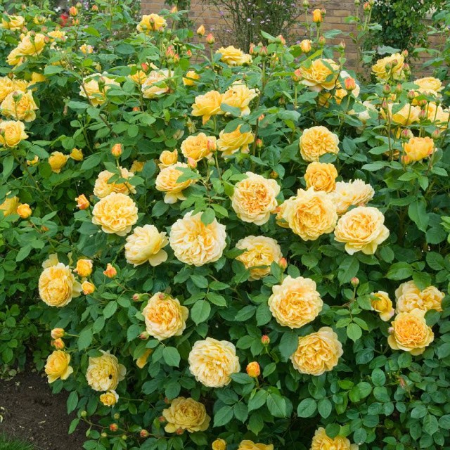 Hoa hồng leo vàng Golden celebration Rose