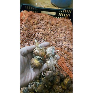 Củ hoa lay ơn nhiêu màu  - DCLV