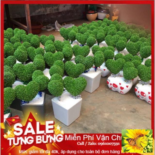 Hạt Giống Cỏ May Mắn - 100 Hạt