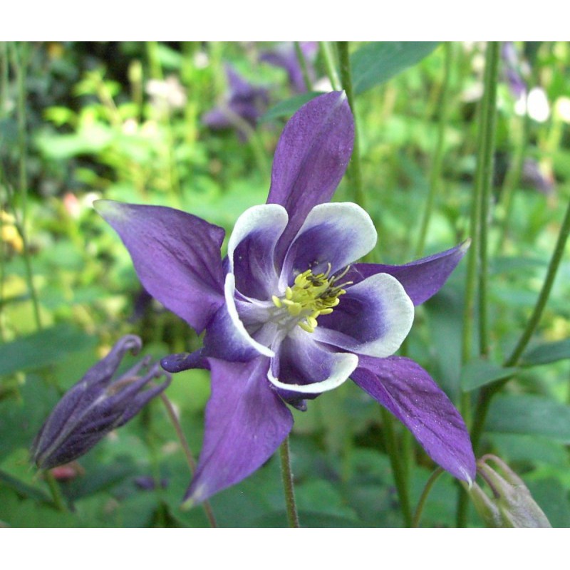 Hạt Giống Hoa Lan Chuông (Bồ Câu) 50 Hạt