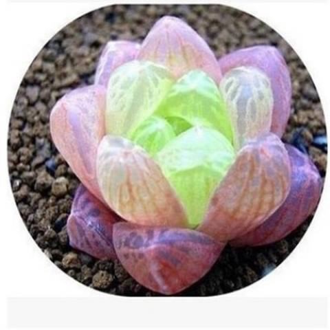 Hạt giống sen đá Yulu quý hiếm tỉ lệ mảy  mầm cao 30h